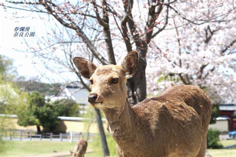 神鹿|神鹿(シンロク)とは？ 意味や使い方